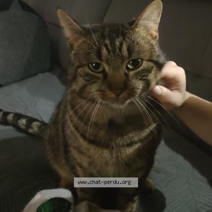 Foto 1/1 Kat teruggevonden Vermist in Tubize