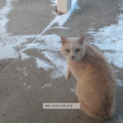 Photo 1/1 Reunited cat Found in Isanti