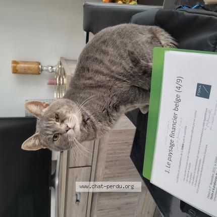 Foto 1/1 Kat teruggevonden Vermist in Jumet