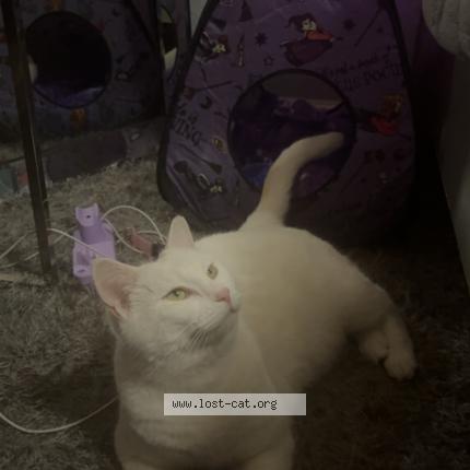 Picture of cat lost at Lenoir City
