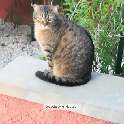 Photo 1/1 Chachou Chat lost in Ponteilla