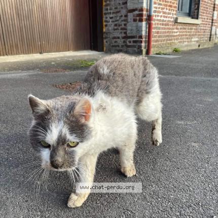 Photo 1/1 Cat reunited Found in Busigny