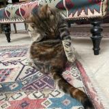 Picture of cat lost at Cachan