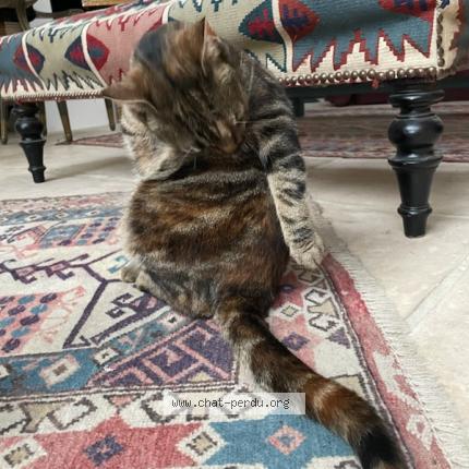 Photo 1/1 Cat reunited Lost in Cachan