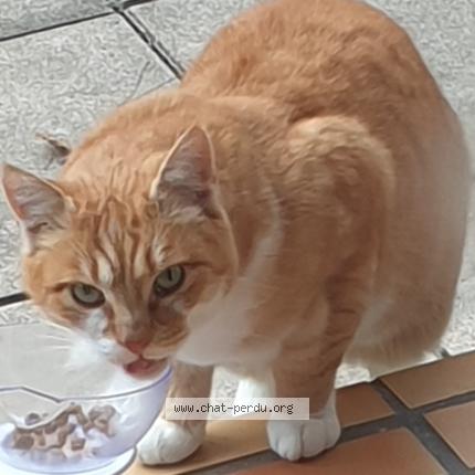 Photo 1/1 Cat reunited Found in Le touvet