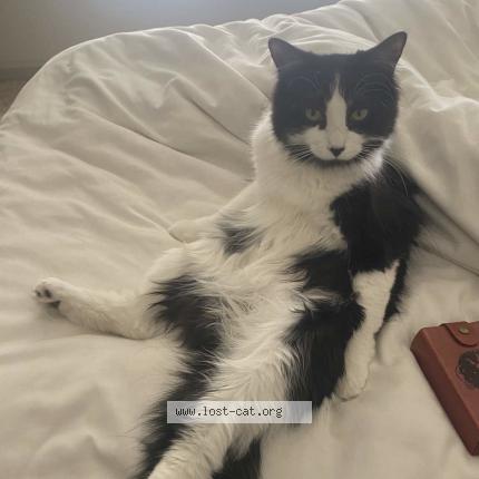 Picture of cat lost at Lubbock