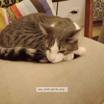 Foto van vermiste kat in Bruxelles