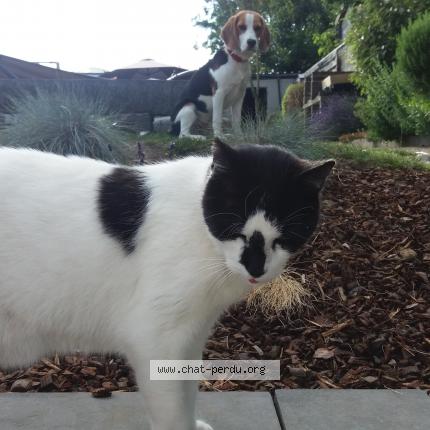 Foto 1/1 Kat teruggevonden Vermist in Chenee