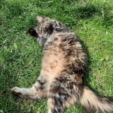 Picture of cat lost at St Eustache