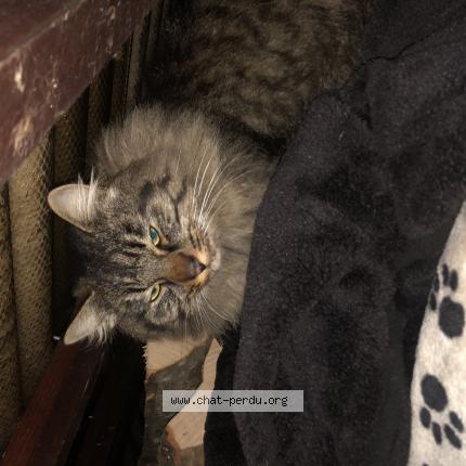 Foto 1/1 Wiedergefundene Katze Gefunden in L Abergement