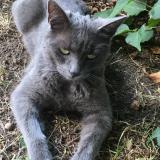 Picture of cat lost at Pont Salomon