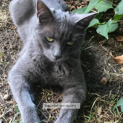 Photo 1/1 Cat reunited Lost in Pont salomon