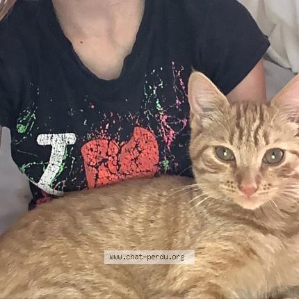 Foto einer verlorenen Katze in Monthey
