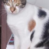 Picture of cat lost at Villeneuve Le Roi
