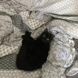 Picture of cat lost at Genainville