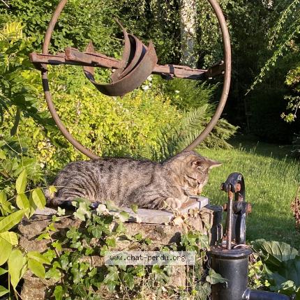 Foto 1/1 Kat teruggevonden Vermist in Rhode Saint Gene