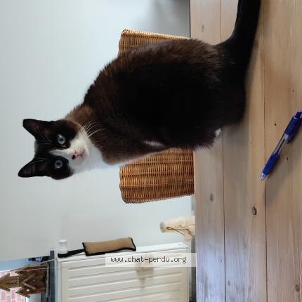 Foto 1/1 Kat teruggevonden Vermist in Anthisnes