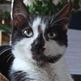 Picture of cat lost at Haisnes