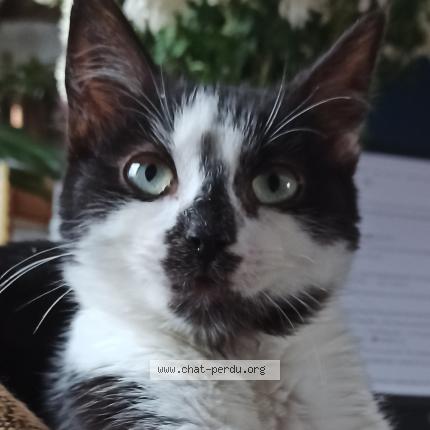 Photo 1/1 Skeeten Chat lost in Haisnes