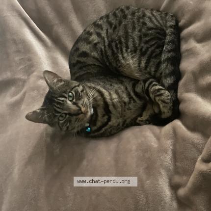 Photo 1/1 Mimi Chat lost in La courneuve