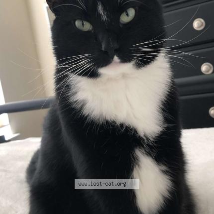 Picture of cat lost at Marietta