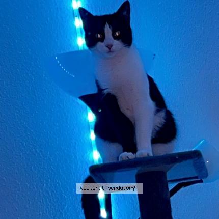 Foto einer verlorenen Katze in Lausanne
