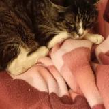 Picture of cat lost at Les Mureaux