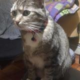 Picture of cat lost at Sannois