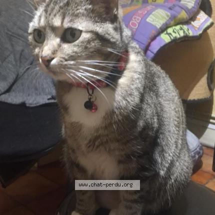 Photo 1/3 Havane Chat lost in Sannois