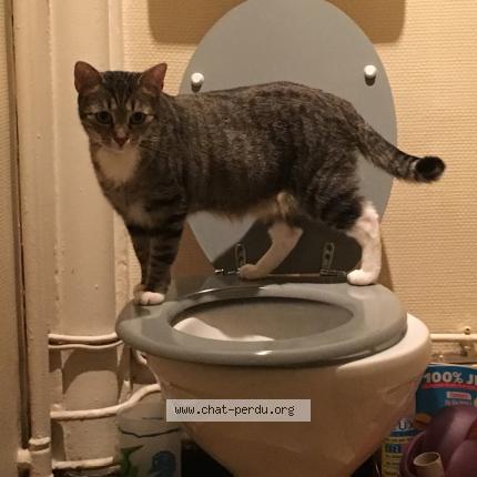 Photo 2/3 Havane Chat lost in Sannois