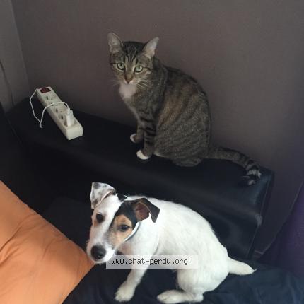 Photo 3/3 Havane Chat lost in Sannois