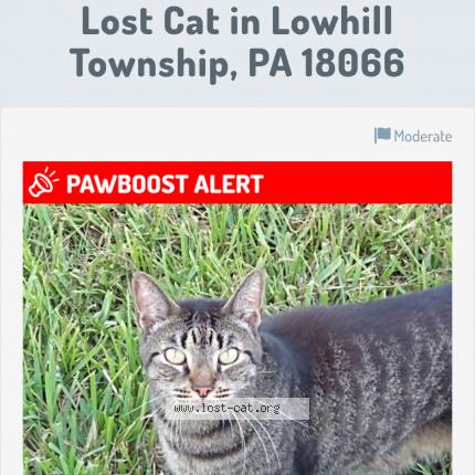Photo 1/1 Reunited cat Lost in New Tripoli