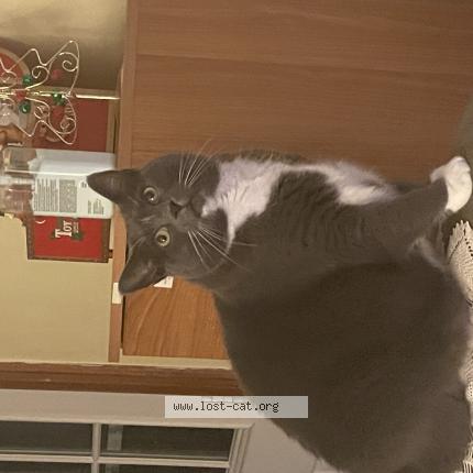 Photo 1/1 Reunited cat Lost in St Johnsbury