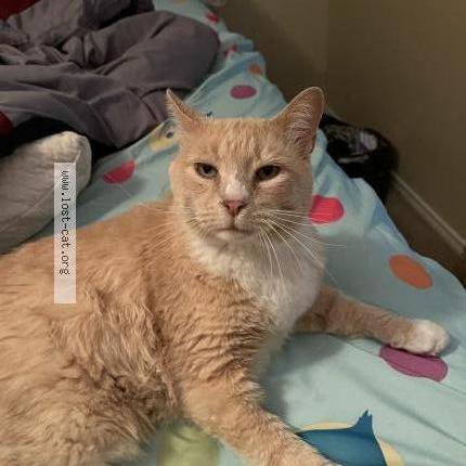 Photo 1/1 Reunited cat Lost in Fort Worth