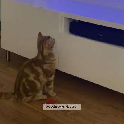 Foto 2/2 Wiedergefundene Katze Gefunden in Chatelaine