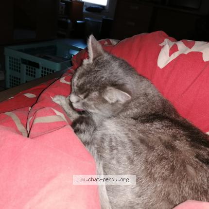 Foto van vermiste kat in Hotton