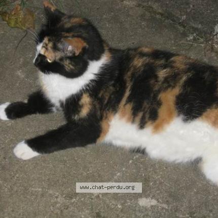 Photo 1/1 Cat reunited Lost in Essert