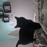 Picture of cat lost at Lugrin