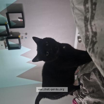 Photo 1/1 Luna Chat lost in Lugrin