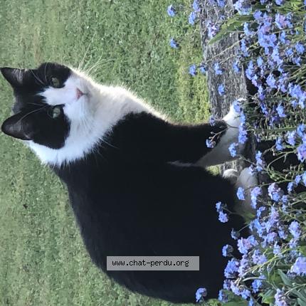 Photo 1/1 Olaf Chat lost in Lyon