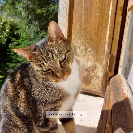 Photo 1/1 BILLY Chat lost in Gretz armainvilliers