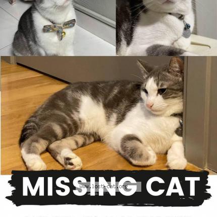 Photo 1/1 Reunited cat Lost in Singapore