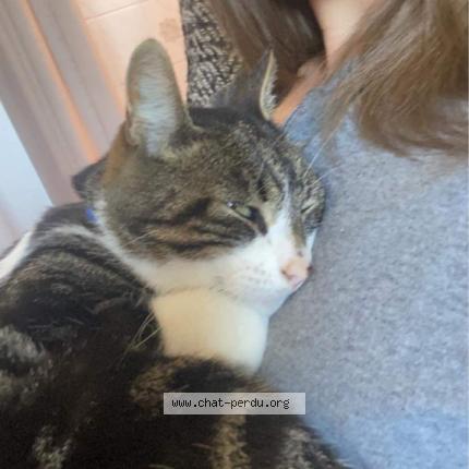 Foto van vermiste kat in Tinlot