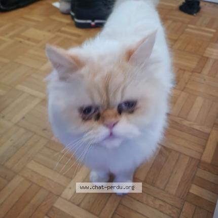 Foto einer gefundenen Katze in Geneve