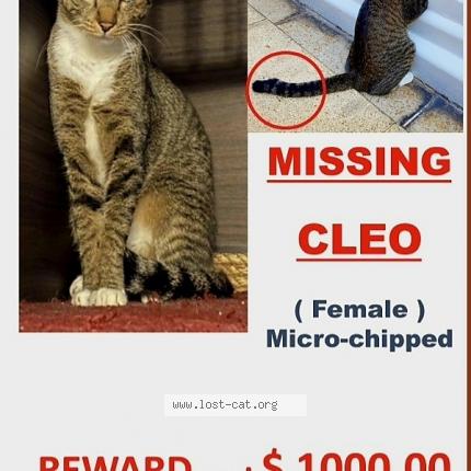 Photo 1/1 Cat reunited Lost in Singapore