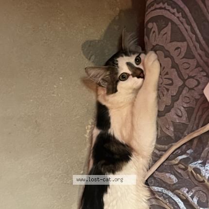 Photo 1/1 Reunited cat Lost in Santa Rosa