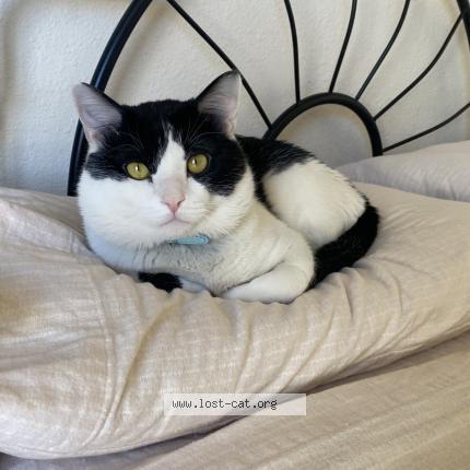 Photo 1/1 Reunited cat Lost in Las Vegas