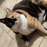 Picture of cat lost at Chambray Les Tours