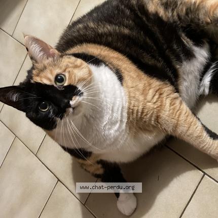 Photo 1/1 Cat reunited Lost in Chambray les tours