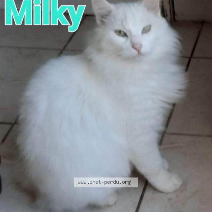 Photo 1/1 Milky Chat lost in Chaumes en retz